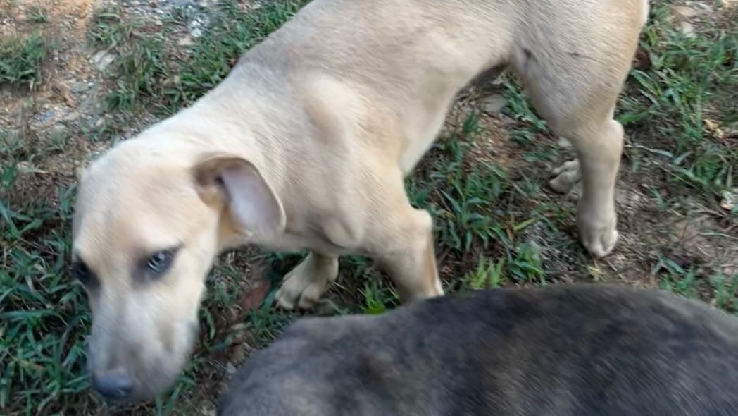 Homeowner Will Not Face Charges After Shooting Puppies Following Livestock Deaths in Chilton County