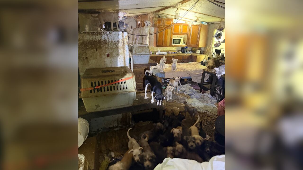 Over 80 Animals Rescued in Lincoln County Hoarding Case; Shelter Seeks Donations