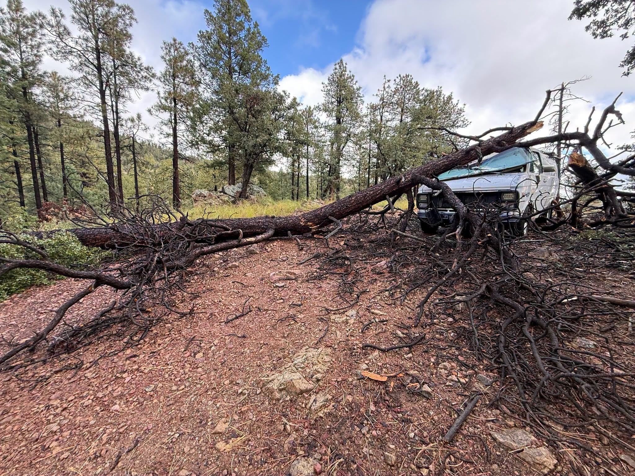 Man and Dog Escape Injury After Falling Tree Destroys Van in Prescott