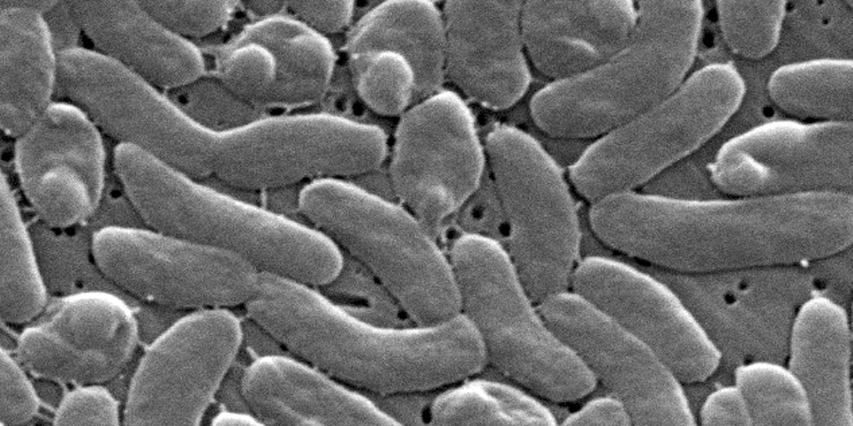 Health officials urge caution for Gulf Coast beachgoers during surge of deadly bacterial infections