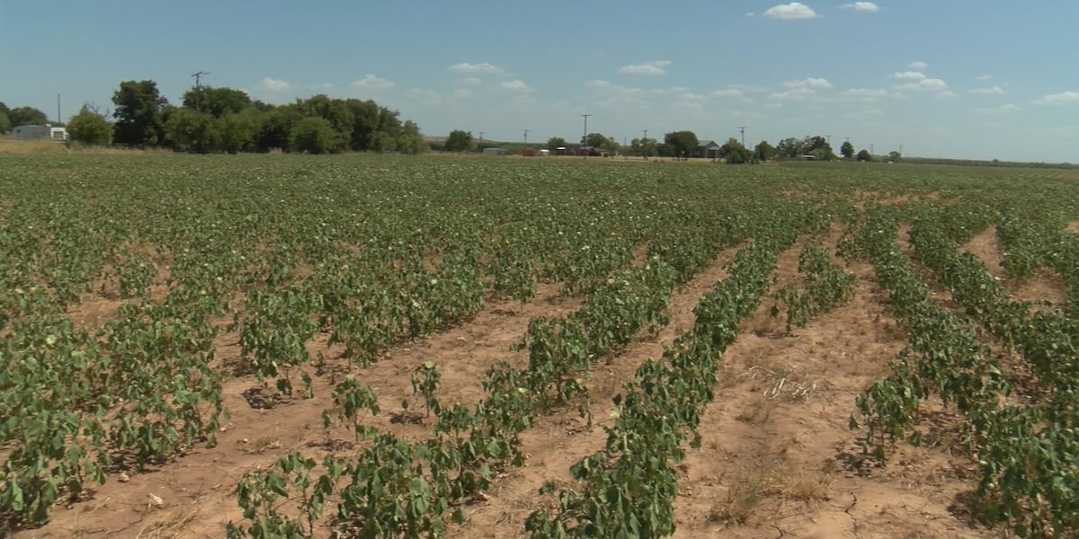 Vincennes Fintech Startup Fallow Ag Launches to Simplify Farm Reporting and Credit Access Vincennes Fintech Startup Fallow Ag Launches to Simplify Farm Reporting and Credit Access